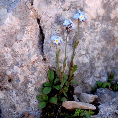 Myosotis solange Greuter & Zaffran