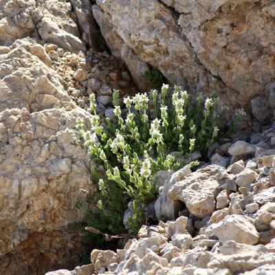 Nepeta sphaciotica P.H. Davis