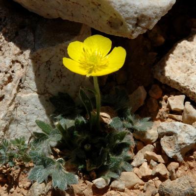 Ranunculus radinotrichus Greuter & Strid