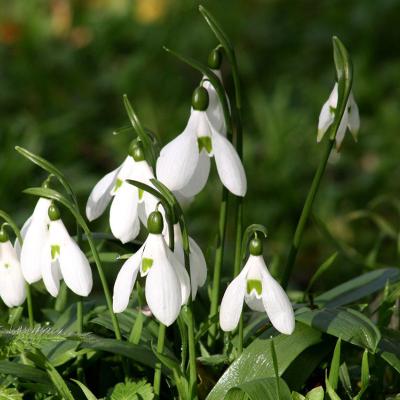 Galanthus ikariae Baker