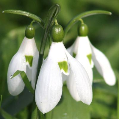 Galanthus ikariae Baker