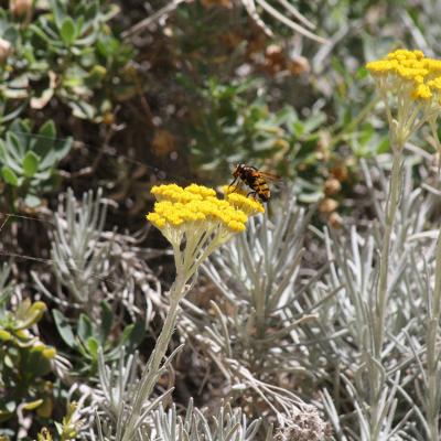 Helichrysum heldreichii Boiss.