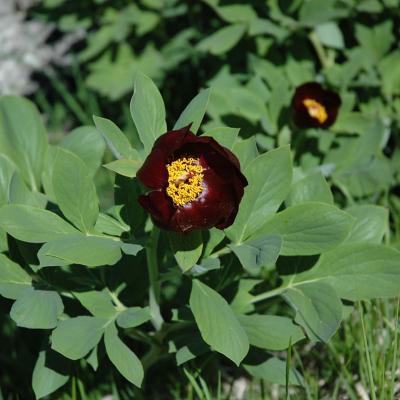 Paeonia parnassica Tzanoud.