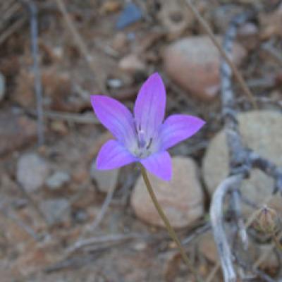 Campanula spatulata Sm. subsp. filicaulis (Halácsy) Phitos