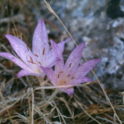 Colchicum macrophyllum B.L. Burtt