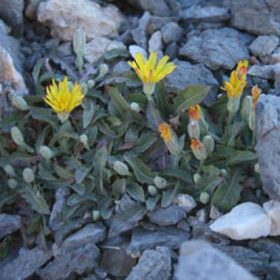 Crepis sibthorpiana Boiss. & Heldr.