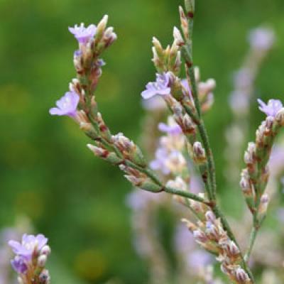 Limonium cornarianum Kypriot. & R. Artelari