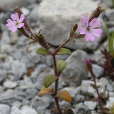 Silene integripetala Bory & Chaub. subsp. greuteri (Phitos) Akeroyd