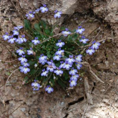 Solenopsis minuta (L.) C. Presl subsp. annua Greuter, Matthäs & Risse