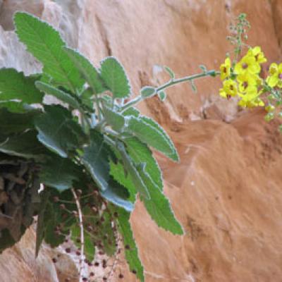 Verbascum arcturus L.