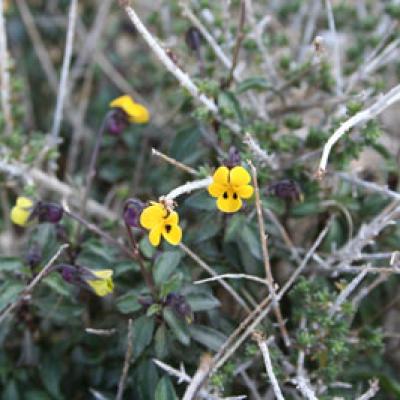 Viola scorpiuroides Coss.