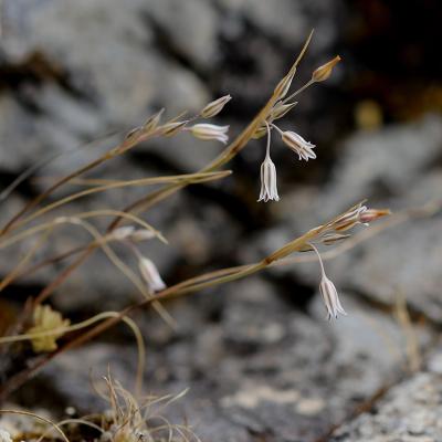 Allium hirtovaginatum Kunth.