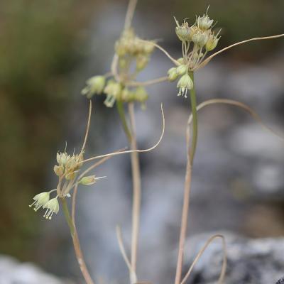 Allium hymettium Boiss. & Heldr.