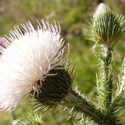 Carduus euboicus Franco.