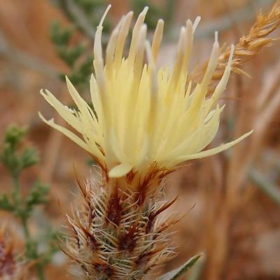 Centaurea hymettia Kit Tan, Zografidis & Bancheva.