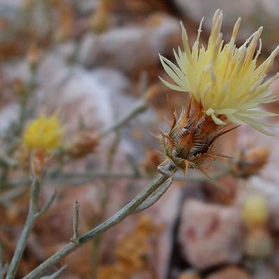 Centaurea hymettia Kit Tan, Zografidis & Bancheva.