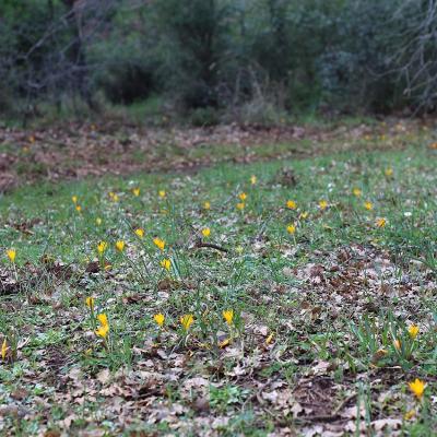 Crocus flavus Weston subsp. atticus Kit Tan, Zografidis & Mermygkas.