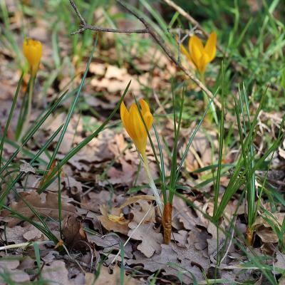 Crocus flavus Weston subsp. atticus Kit Tan, Zografidis & Mermygkas.