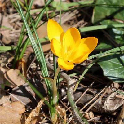 Crocus flavus Weston subsp. atticus Kit Tan, Zografidis & Mermygkas.