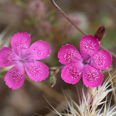 Dianthus diffusus Sm.