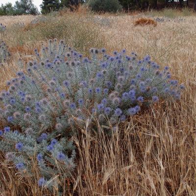 Echinops graecus Mill.