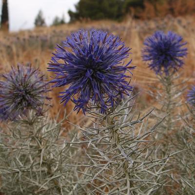 Echinops graecus Mill.