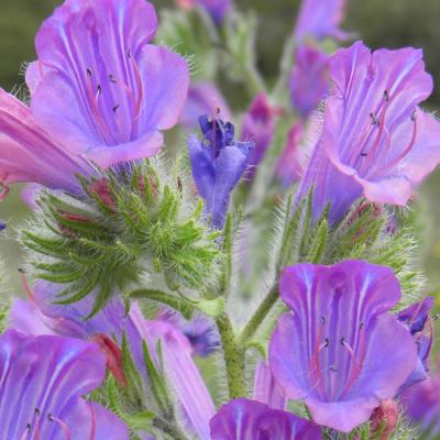 Echium plantagineum L.