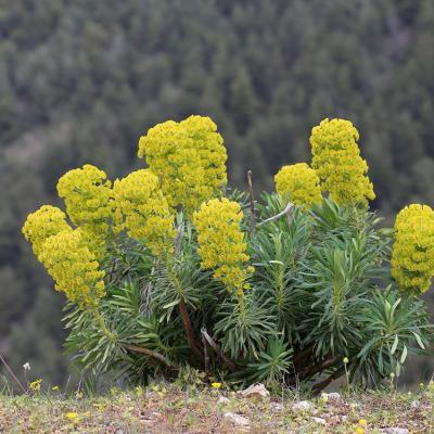 Euphorbia characias L.