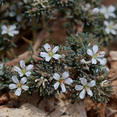 Frankenia hirsuta L.