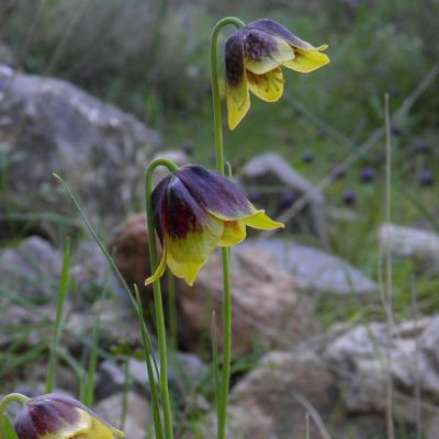 Fritillaria rhodocanakis Orph. ex Baker subsp. rhodocanakis 