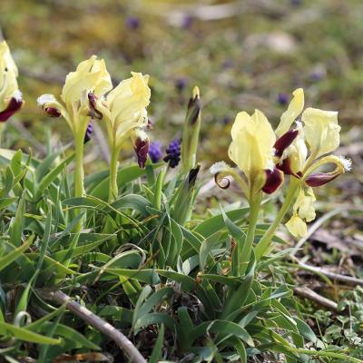 Iris attica Boiss. & Heldr.