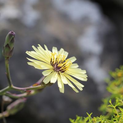 Lactuca tuberosa Jacq.