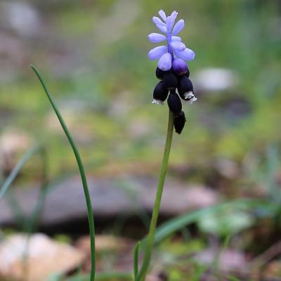 Muscari pulchellum Heldr. & Sartori ex Boiss. subsp. pulchellum 