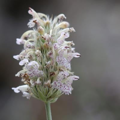 Nepeta argolica Bory & Chaub. subsp. argolica 