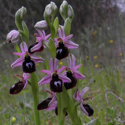 Ophrys ferrum-equinum Desf. subsp. ferrum-equinum 