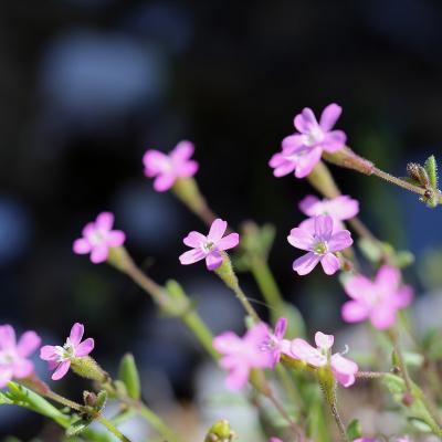 Silene pentelica Boiss.