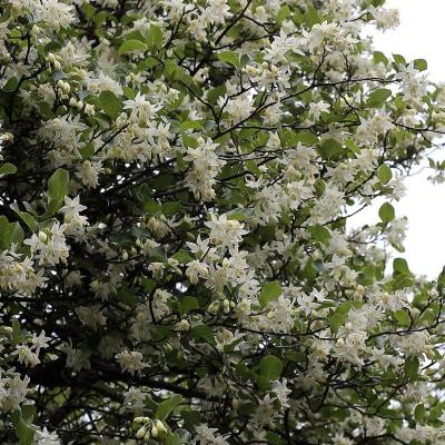 Styrax officinalis L.