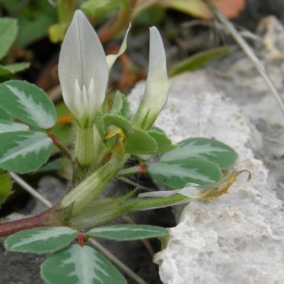 Trigonella cariensis Boiss.