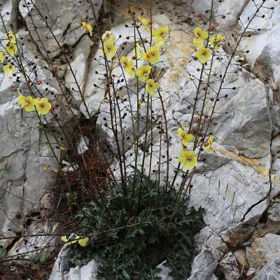 Verbascum boissieri (Boiss.) Kuntze.