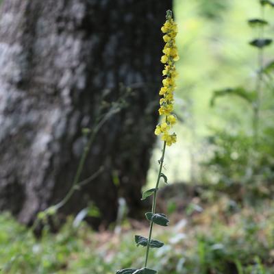 Verbascum delphicum Boiss. & Heldr.