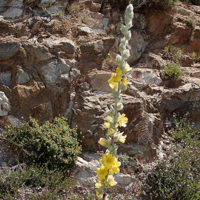 Verbascum pentelicum Murb.