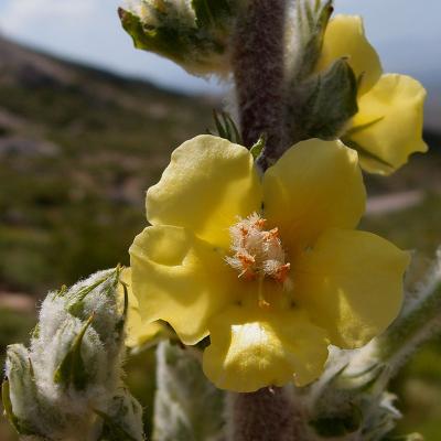 Verbascum pentelicum Murb.