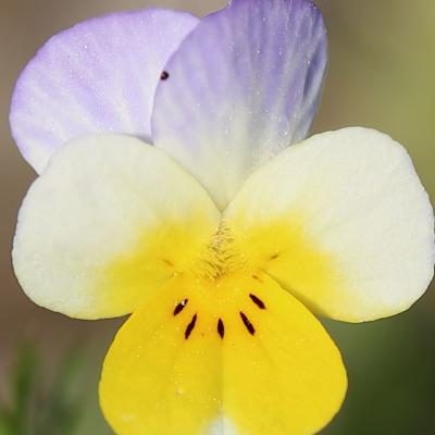 Viola hymettia Boiss. & Heldr.