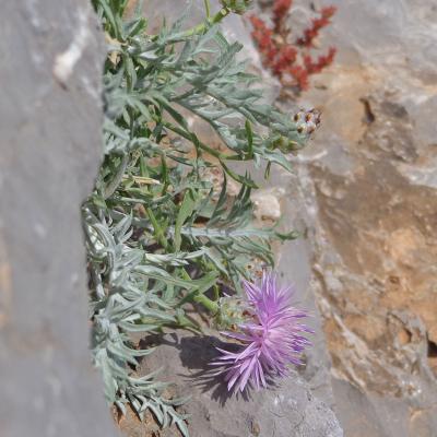 Centaurea heldreichii by Maria Panitsa