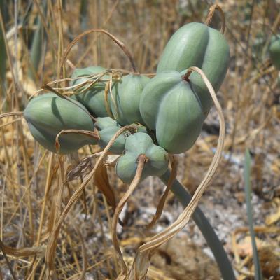 Pancratium maritimum (I. Bazos)