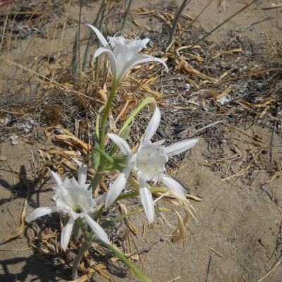 Pancratium maritimum (I. Bazos)