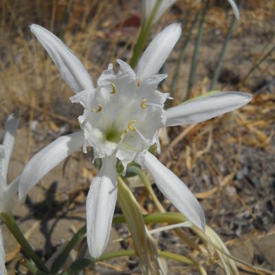 Pancratium maritimum (I. Bazos)