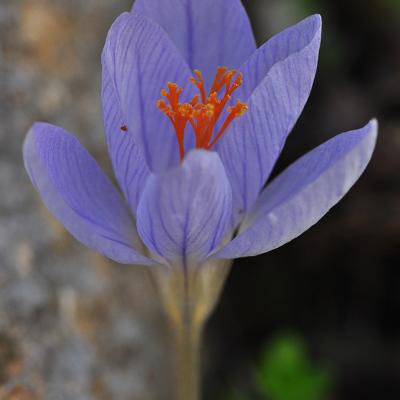Crocus speciosus subsp. speciosus - by Katerina Goula