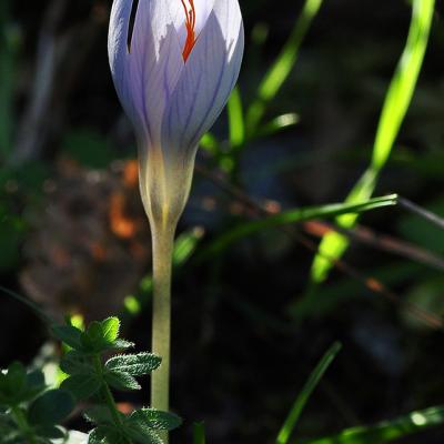 Crocus speciosus subsp. speciosus - by Katerina Goula