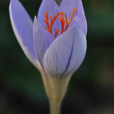 Crocus speciosus subsp. speciosus - by Katerina Goula